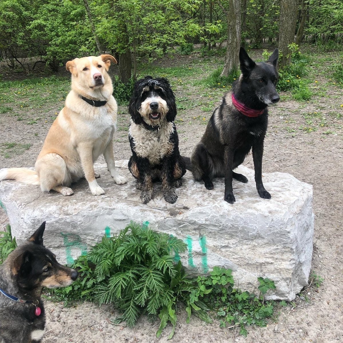 Pet Social Club hero, three dogs on a rock