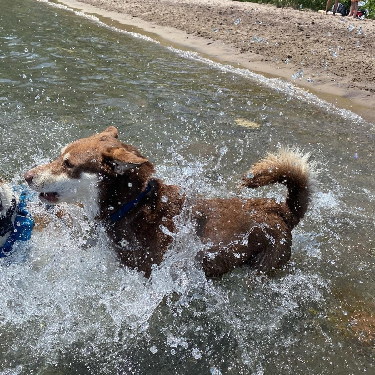 Pet Social Club hero, dog splashing