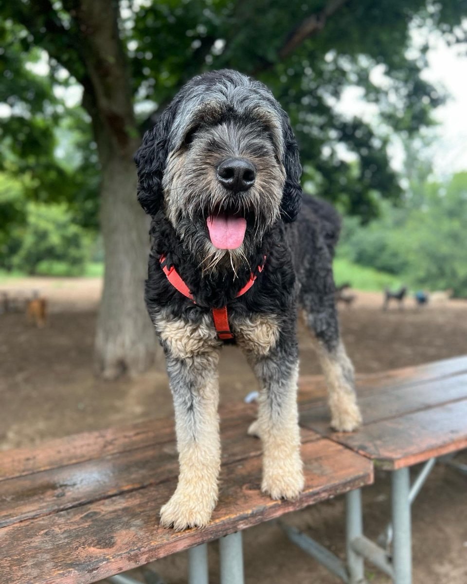 Pet Social Club hero, doodle on a picnic table