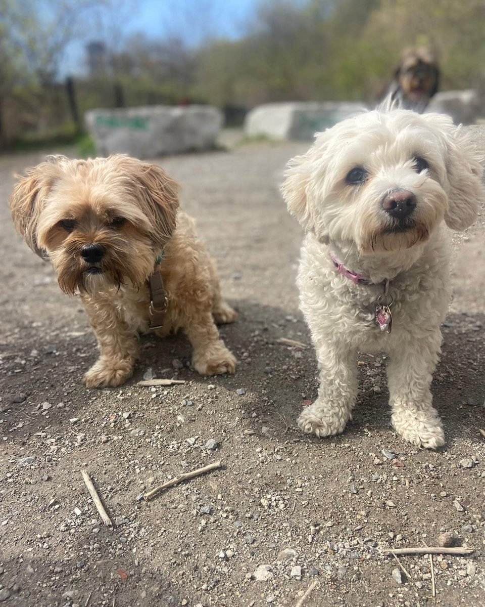 Pet Social Club hero, two small dogs