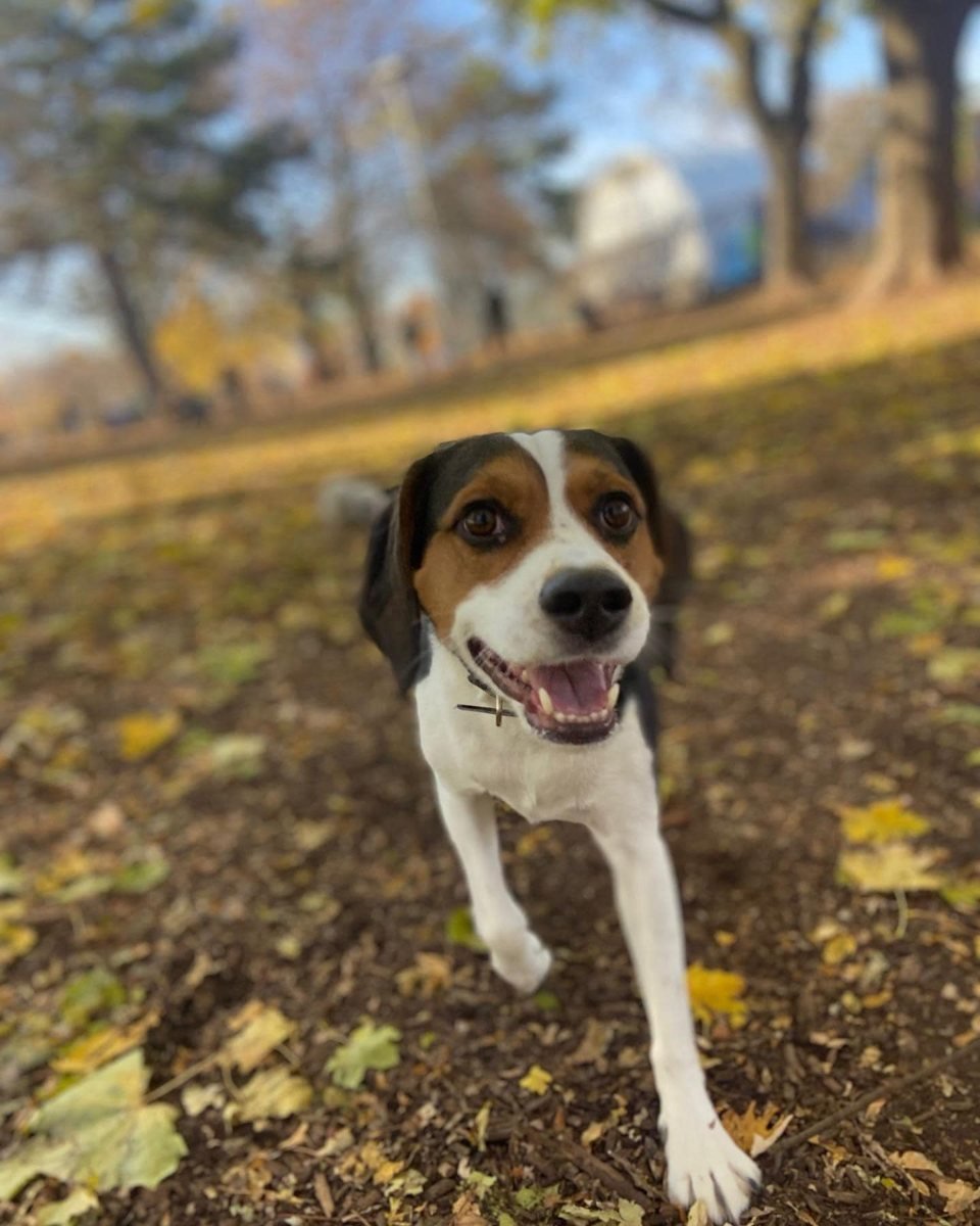 Pet Social Club hero, beagle running